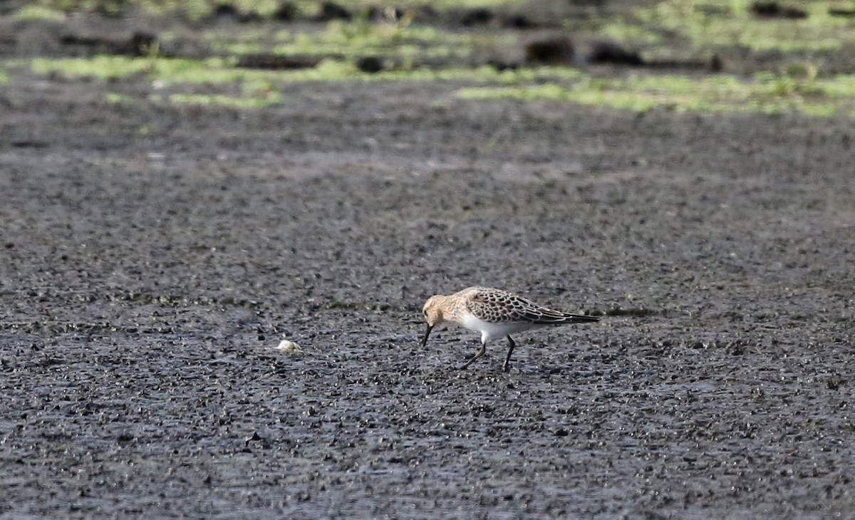 Baird's Sandpiper - Jay McGowan