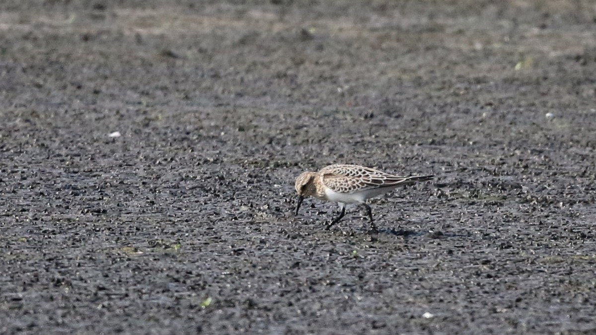 Baird's Sandpiper - Jay McGowan