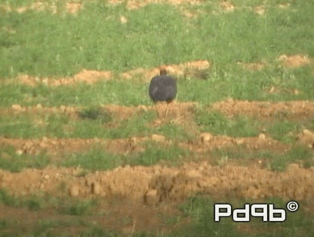 Red-naped Ibis - ML200990821