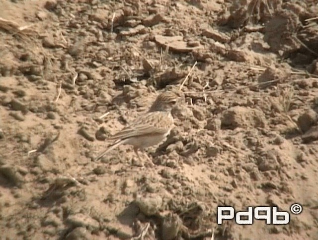 Indian Bushlark - ML200990831