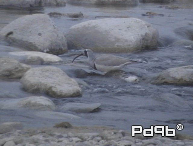 Ibisbill - ML200990921