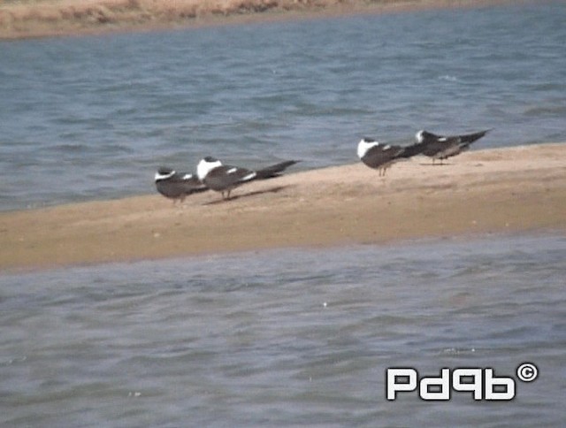 Indian Skimmer - ML200990951