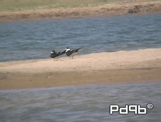 Indian Skimmer - ML200990961