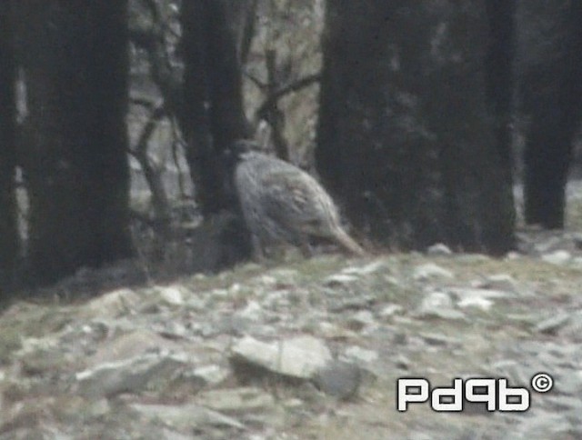 Koklass Pheasant - ML200991081