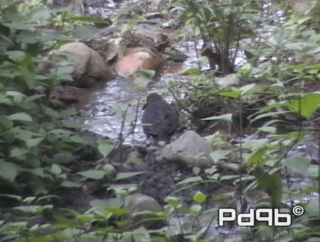 Long-billed Thrush - ML200991171