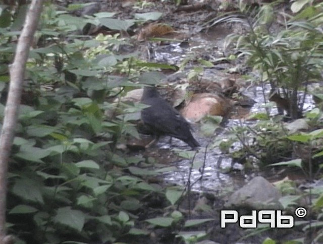 Long-billed Thrush - ML200991191