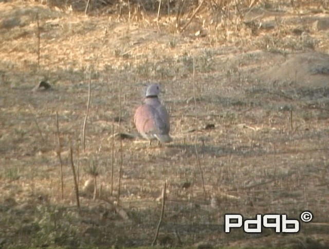 Red Collared-Dove - ML200991281