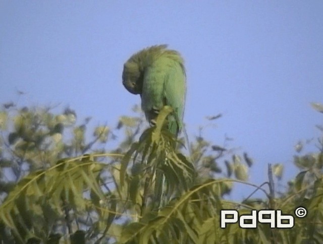 Rose-ringed Parakeet - ML200991351