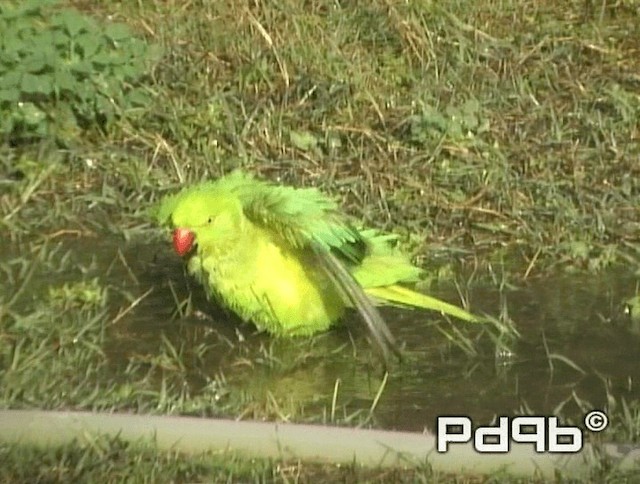 Rose-ringed Parakeet - ML200991371