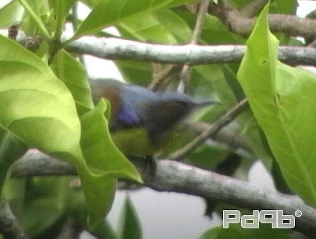 Brown-throated Sunbird - ML200993461