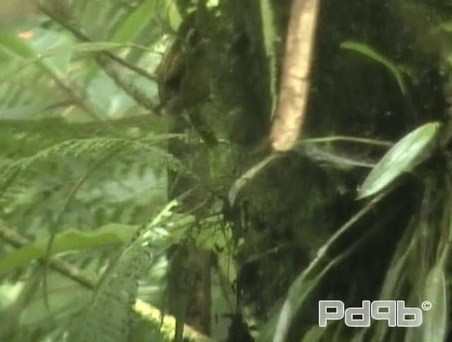 Rufous-winged Fulvetta - ML200993481