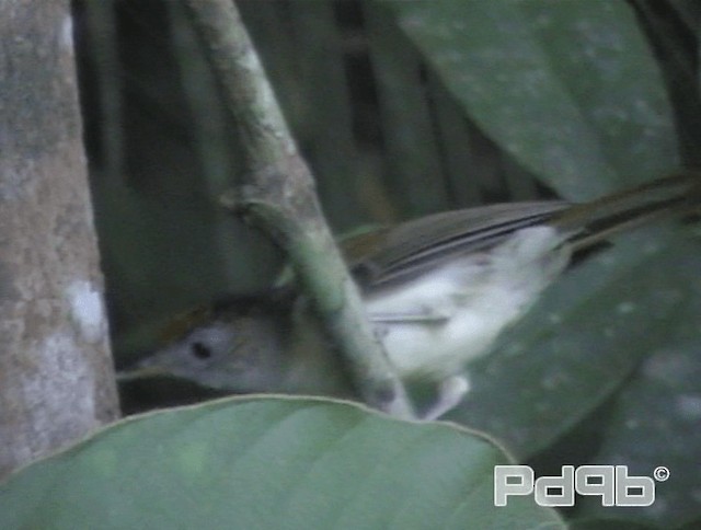 Scaly-crowned Babbler - ML200993571