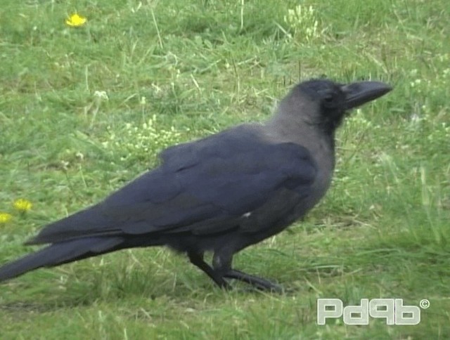 House Crow - ML200993641