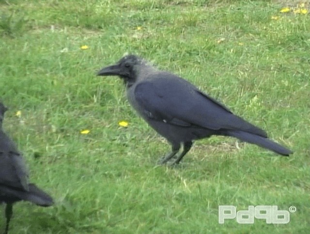 House Crow - ML200993651