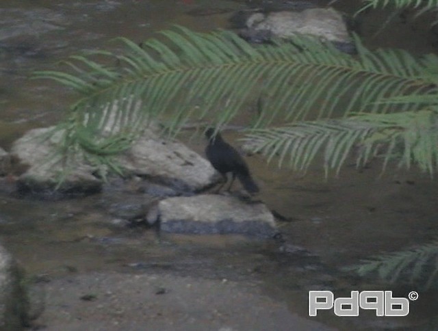 Blue Whistling-Thrush - ML200993661