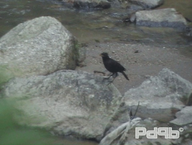 Blue Whistling-Thrush - ML200993671