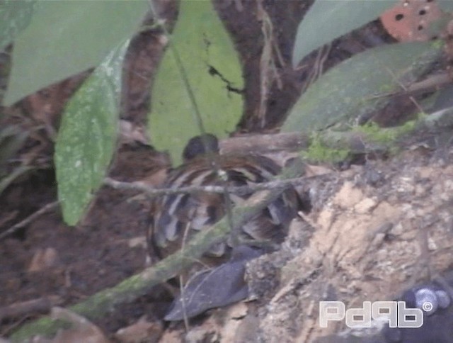 Malayan Partridge - ML200993701
