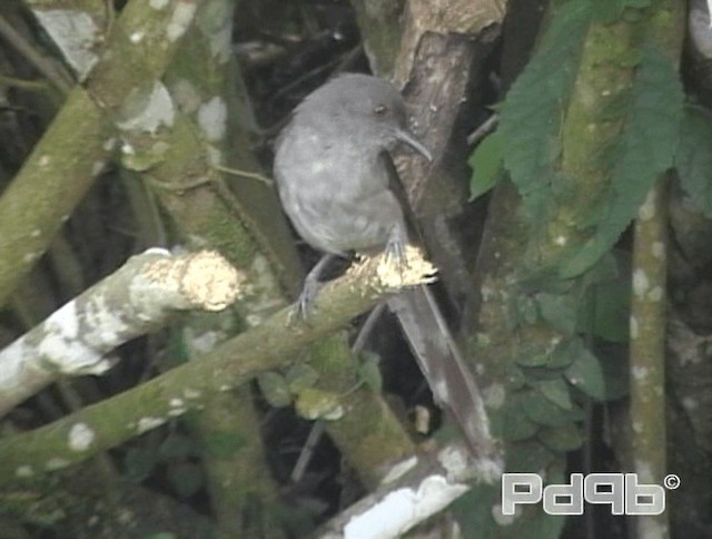 Long-tailed Sibia - ML200993801