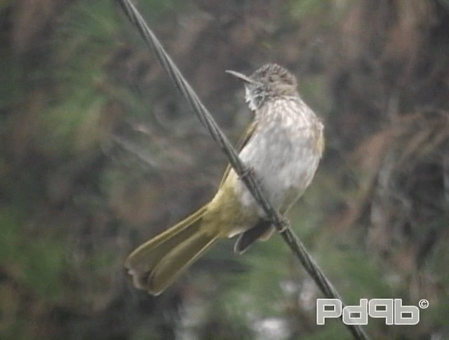 Bulbul de McClelland - ML200993811