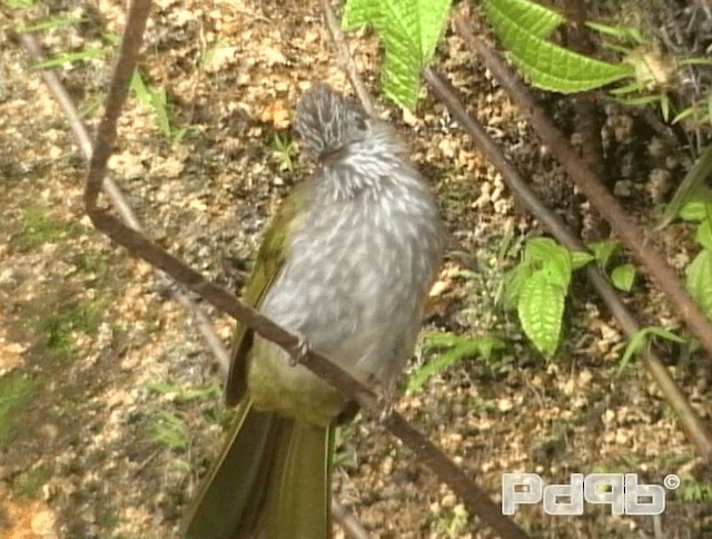 ミヤマヒヨドリ - ML200993821