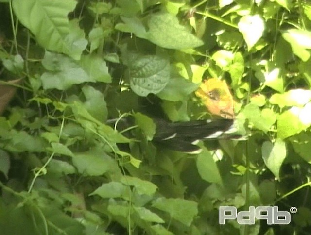 Raffleskuckuck - ML200993831