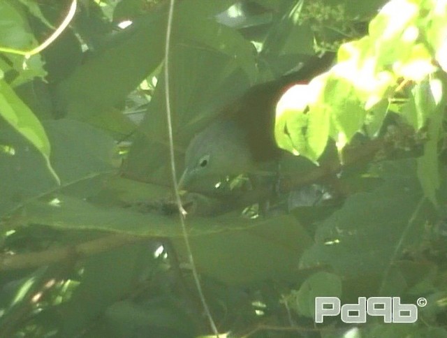 Raffleskuckuck - ML200993841