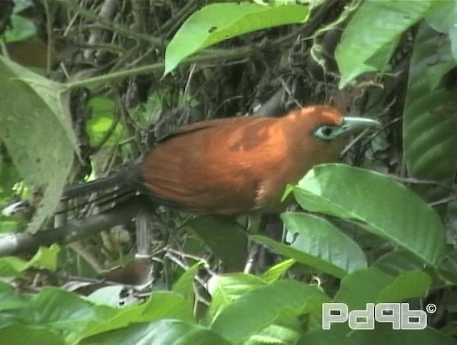 Raffleskuckuck - ML200993851