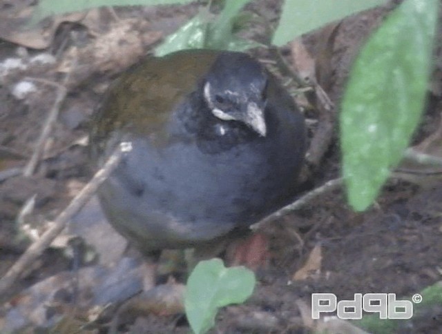 Malayan Partridge - ML200993901