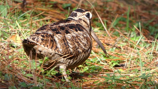 Eurasian Woodcock - ML200995411