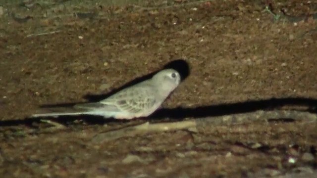 Bourke's Parrot - ML200995421