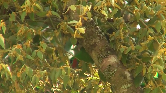 Double-eyed Fig-Parrot (Double-eyed) - ML200995441