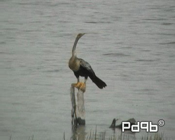 anhinga americká - ML200995511