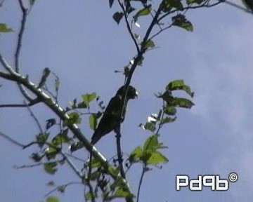 Aratinga Jamaicana (astec/vicinalis) - ML200995521