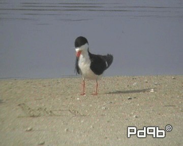 zoboun americký (ssp. niger) - ML200995591