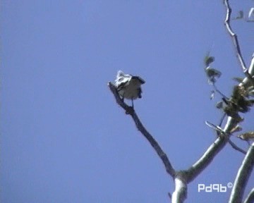 Black-crowned Tityra - ML200995601