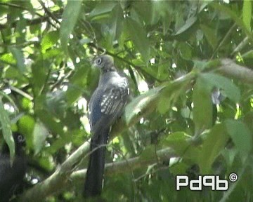 Trogon à tête noire - ML200995621