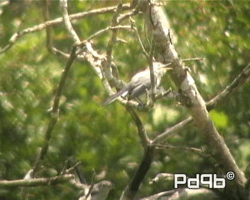 Blue-gray Gnatcatcher (obscura Group) - ML200995681