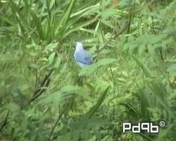 Blue-gray Tanager (Blue-gray) - ML200995691