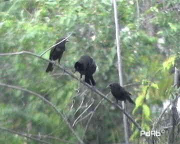 Bronzed Cowbird (Bronzed) - ML200995731