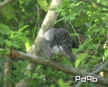 holub karibský - ML200995751