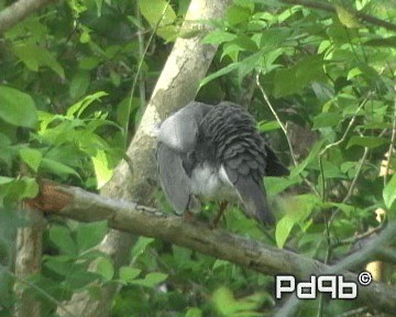 Caribbean Dove - ML200995751