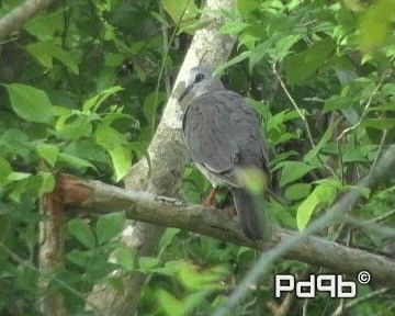 Caribbean Dove - ML200995761