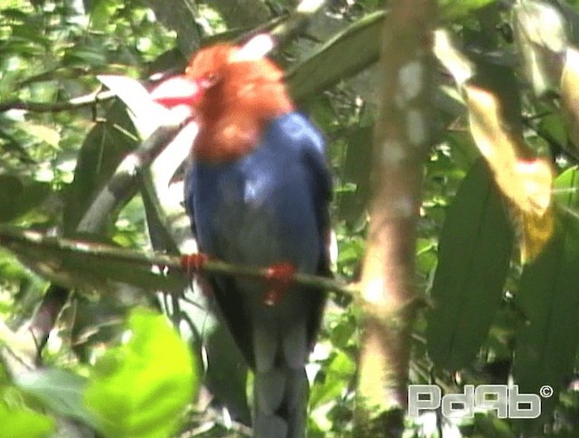 Sri Lanka Blue-Magpie - ML200995871