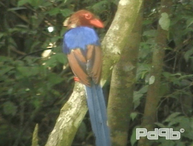 Sri Lanka Blue-Magpie - ML200995881