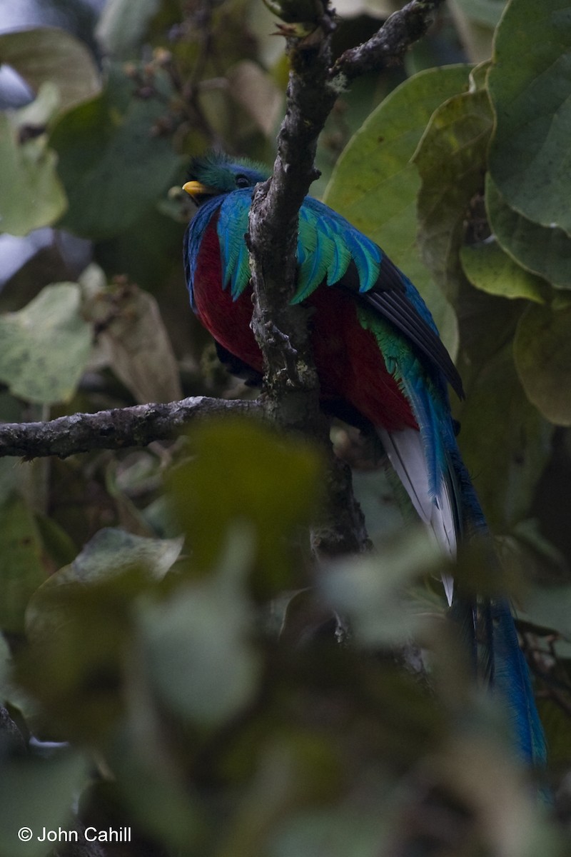 Quetzal resplendissant - ML20099591