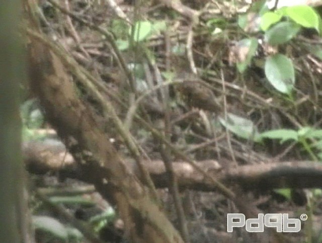 Sri Lanka Thrush - ML200995951