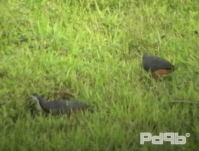 White-breasted Waterhen - ML200996001