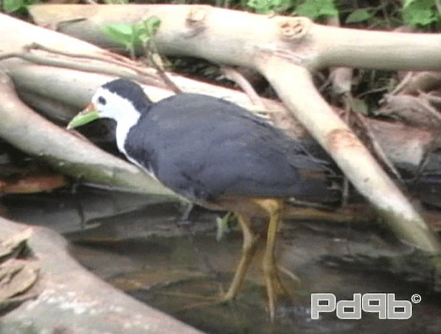 White-breasted Waterhen - ML200996021