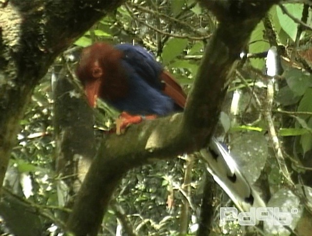 Sri Lanka Blue-Magpie - ML200996031