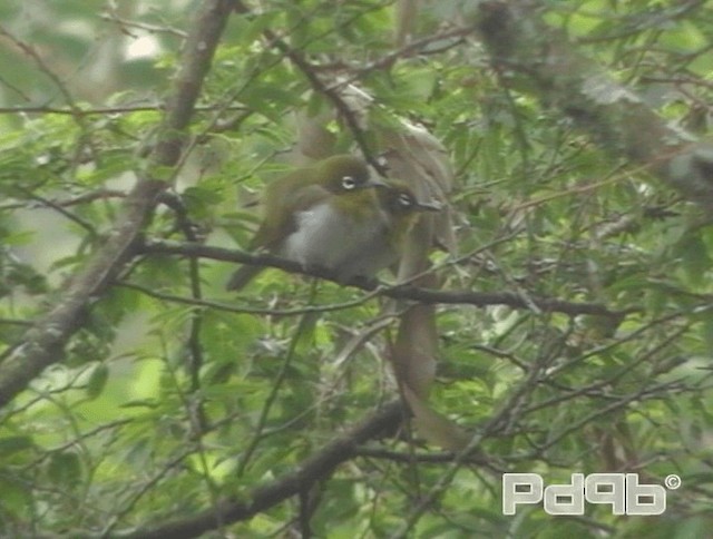 Sri Lanka White-eye - ML200996041